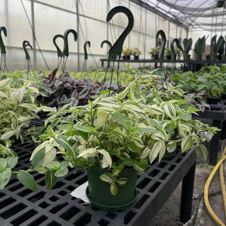 Thorsen's Greenhouse - Wholesale Live Plant - Tradescantia Hanging Basket - 6" Live Plant12