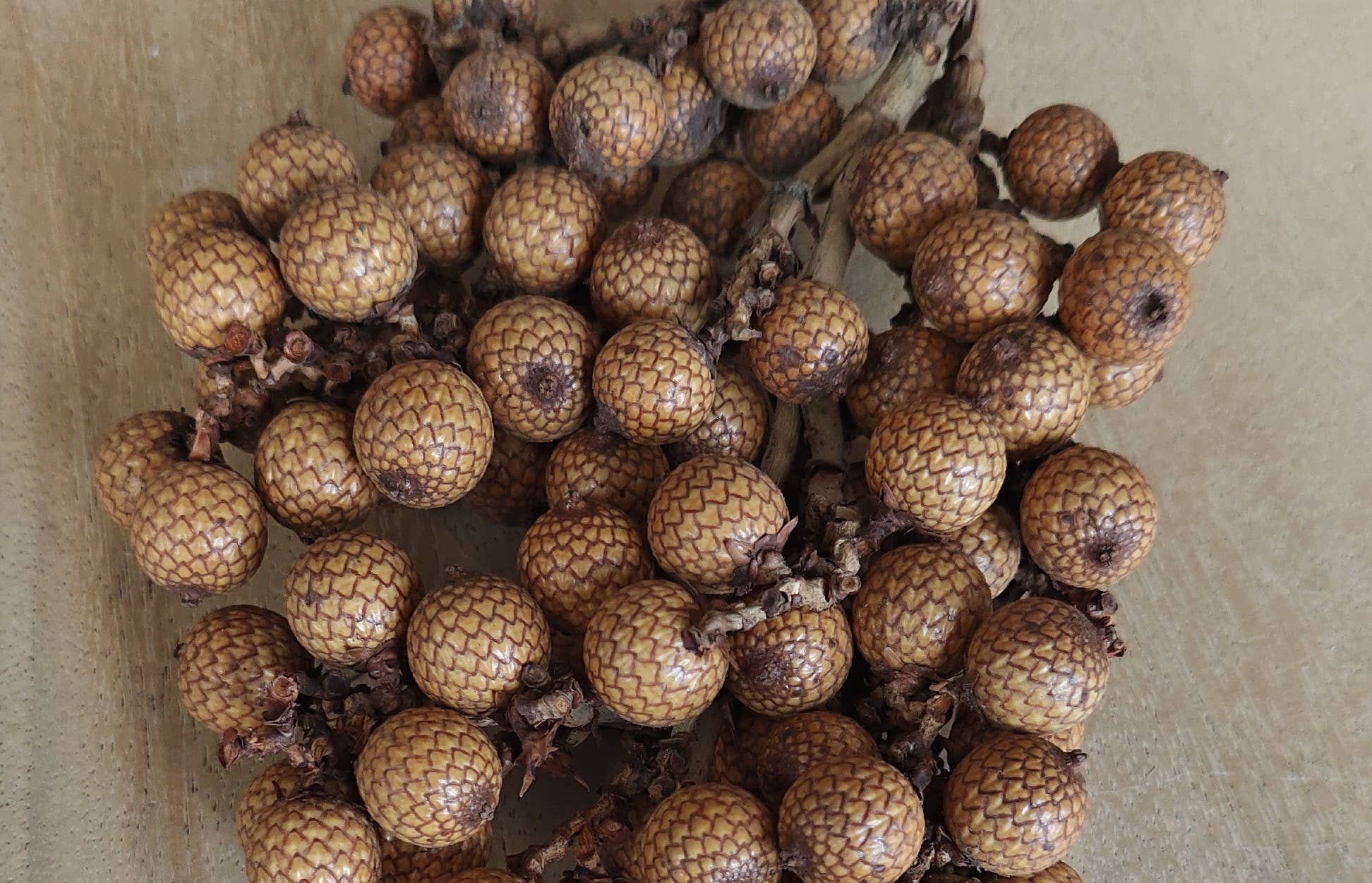 Product Import Holland - Wholesale Decorative Tabletop Object - Decorative plant - rattan fruit - natural - decoration1