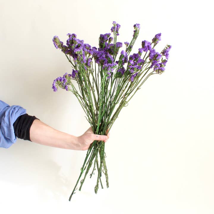 Roxanne's Dried Flowers - Wholesale Dried/Pressed Flowers - Sinuata Statice - Preserved