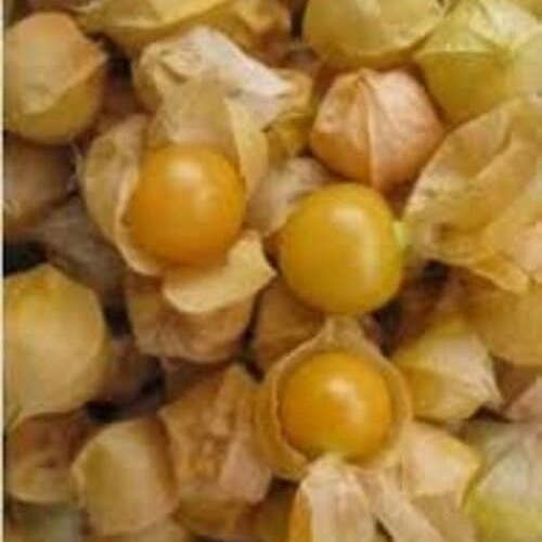 Pineapple Ground Cherry Starter Plants, Full Sun, Annual Fruit, Steep Hill Garden for wholesale by Steep Hill Garden