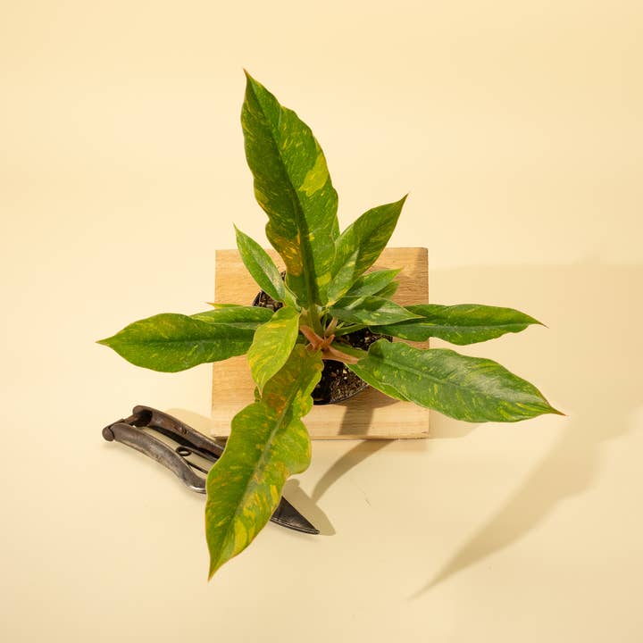BWH Plant Co - Wholesale Live Plant - 4" Philodendron 'Ring of Fire'