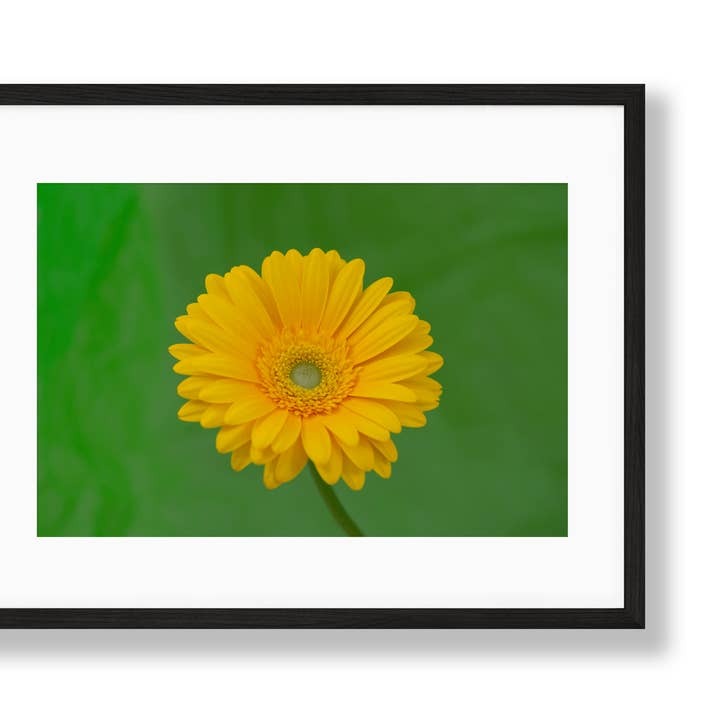 Vibrant | No. 42 for wholesale by Chelsey Walker Creative