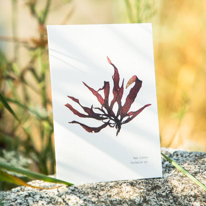 Ruban rouge Algues - Carte vierge avec enveloppe pour la vente par Coasting Supplies