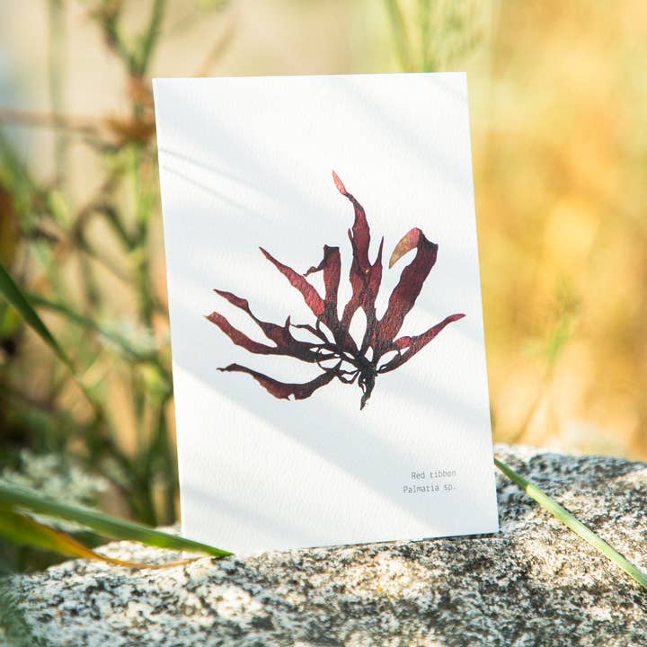 Coasting Supplies - Wholesale Everyday Greeting Card - Sea Foraged: set of 8 cards3