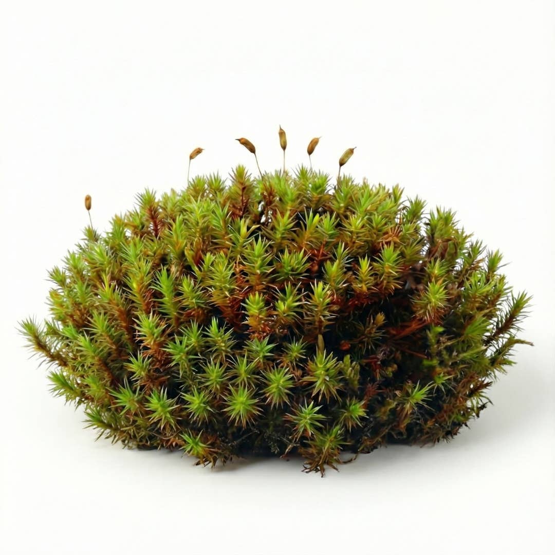 Moss & Stone Gardens - Vente Terrariums - Mousse Polytrichum vivante pour terrariums1