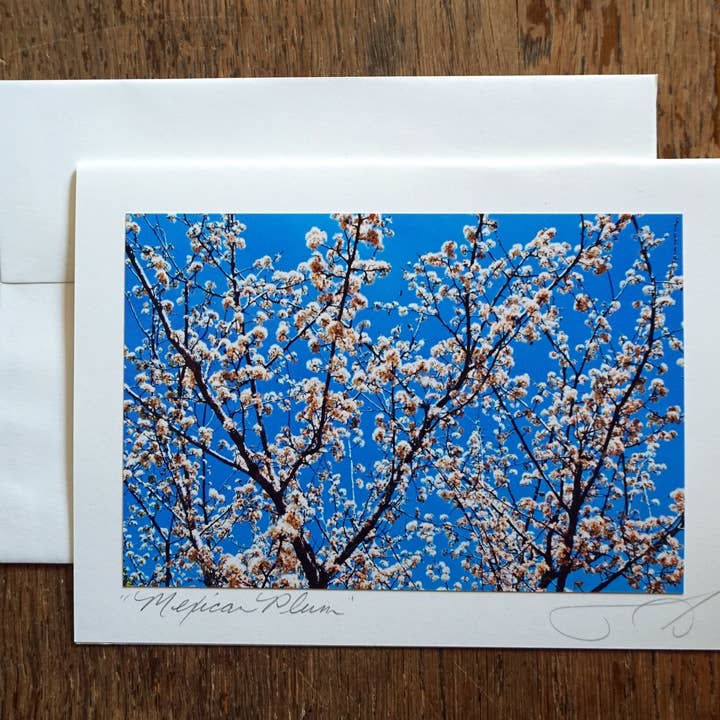 Ann Woodall Studios - Venta al por mayor Tarjetas de felicitación - Ciruela mexicana