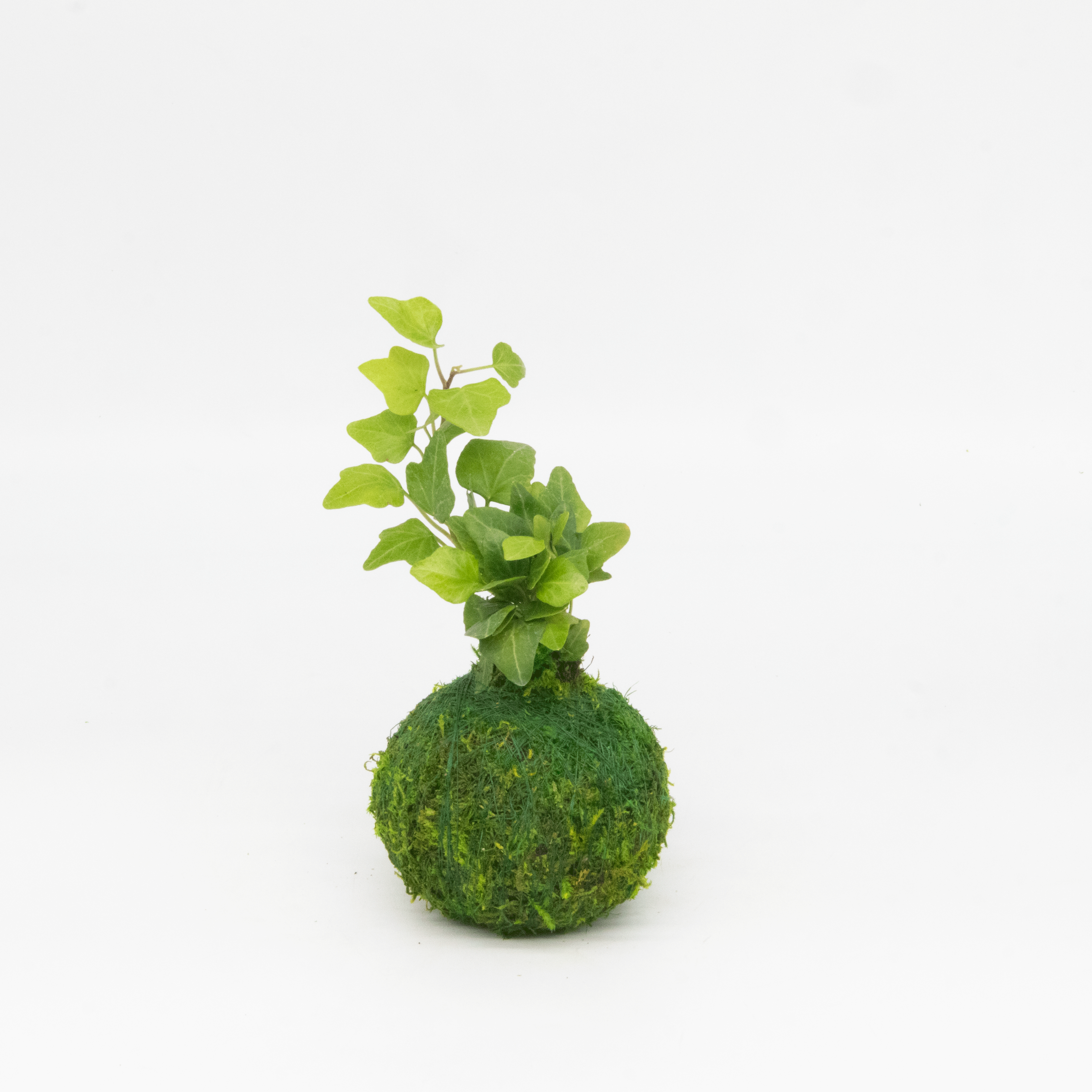 Kazumi Garden - Wholesale Live Plant - Mini Kokedama | Moss Ball Kokedamas3