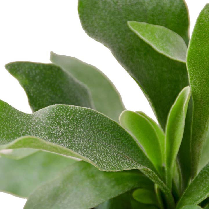 House Plant Wholesale WEST - Wholesale Live Plant - Staghorn Fern