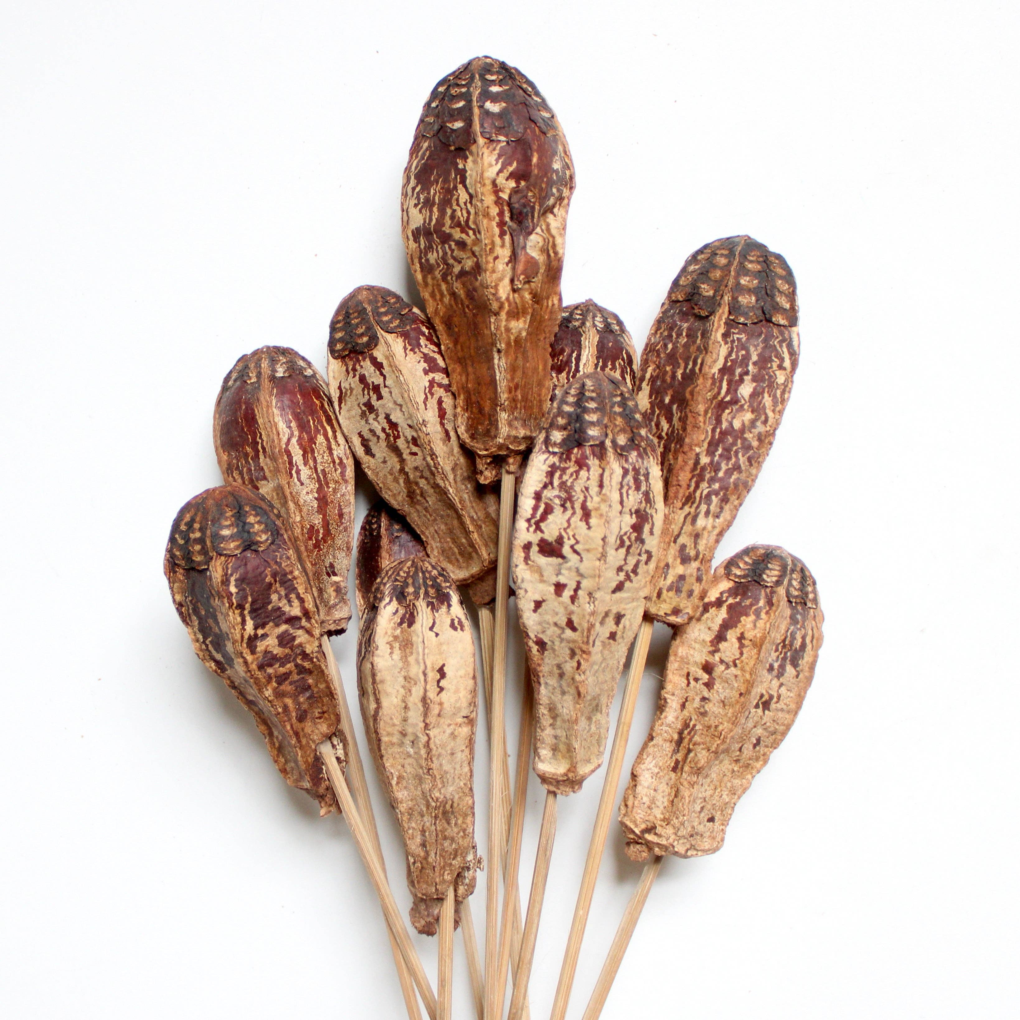 Natural Mahogany Pod on Stems for wholesale on Faire1