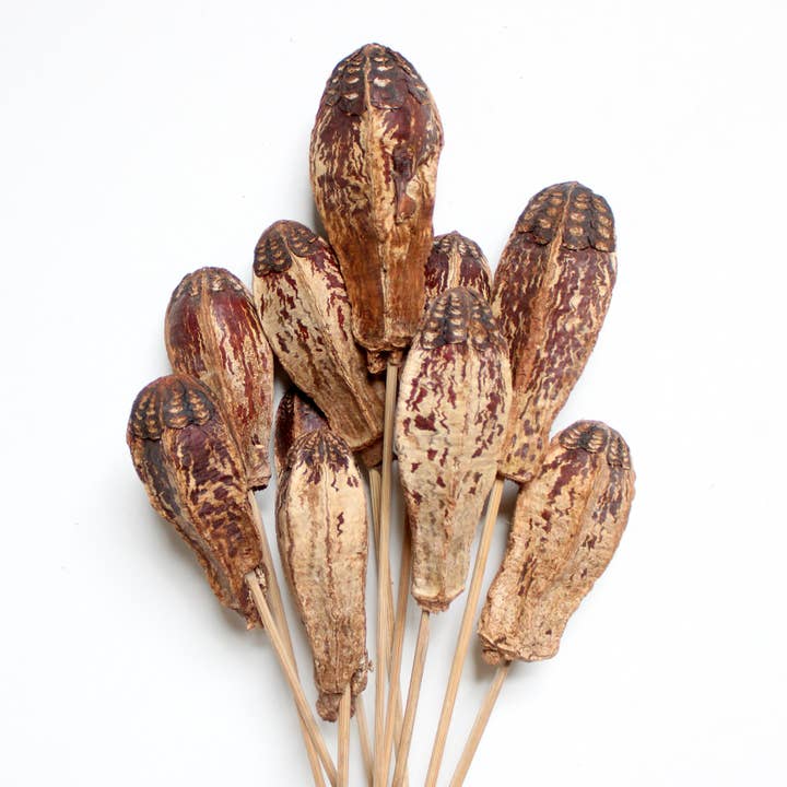 Natural Mahogany Pod on Stems for wholesale on Faire1