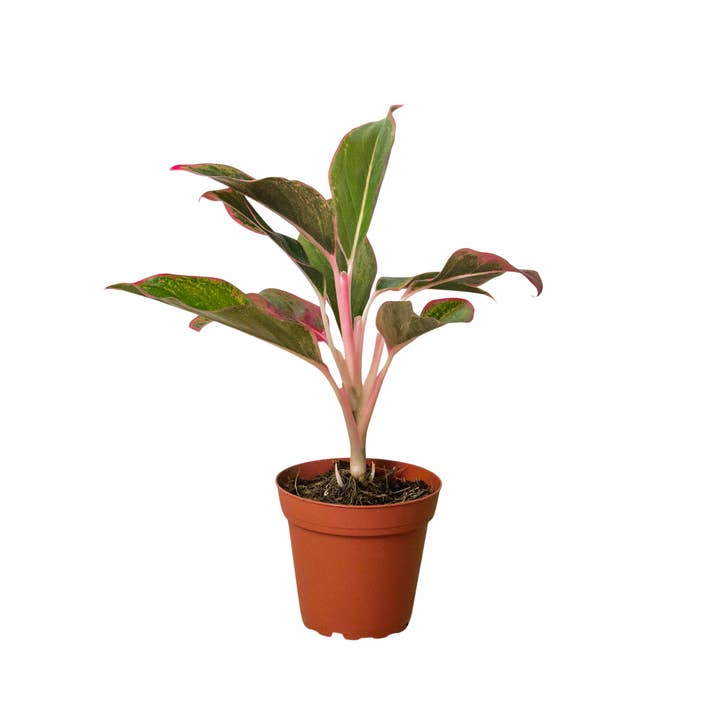 Aglaonema 'Red Siam' para venta al por mayor de Rooted Treasures Farms