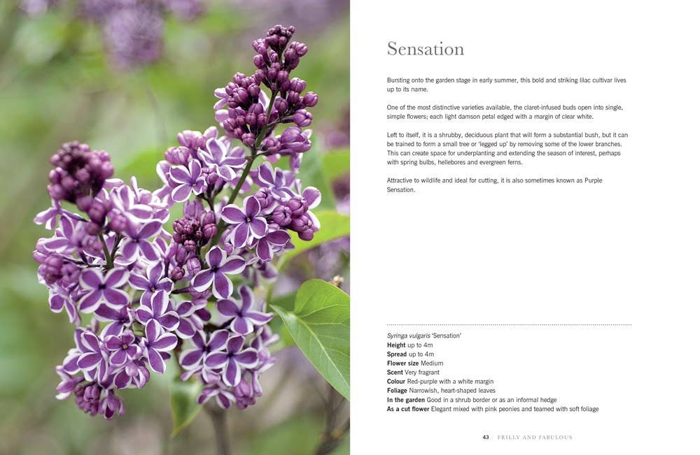 Gibbs Smith - Wholesale Home & Garden - Lilacs: Beautiful Varieties for Home & Garden1