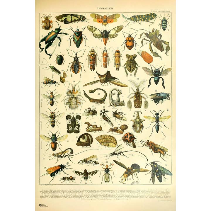 Gotham Gifts - Wholesale Poster - Vintage Insects Butterfly Science Art Print Poster 24x36