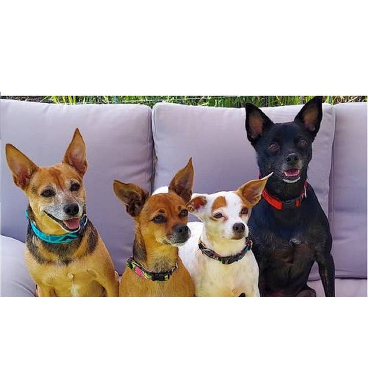 Dog Gone Hawaiian - Wholesale Pet Collar - Dog - Hawaiian Adjustable Dog Collars-Medium 3/4" W X 11-16" L