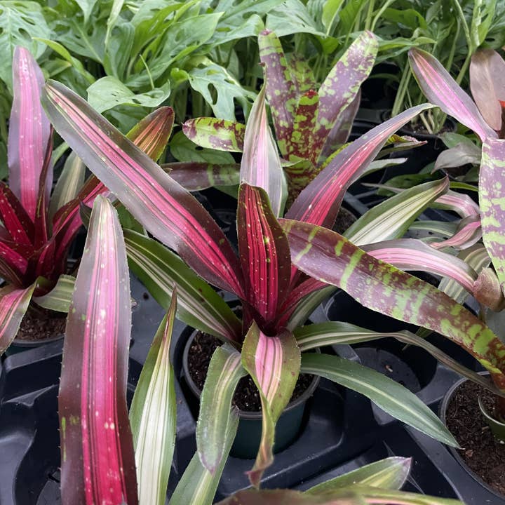 Thorsen's Greenhouse - Vente Plante - Broméliacée Neoregelia 'Neos' - Plante vivante - Assortie5