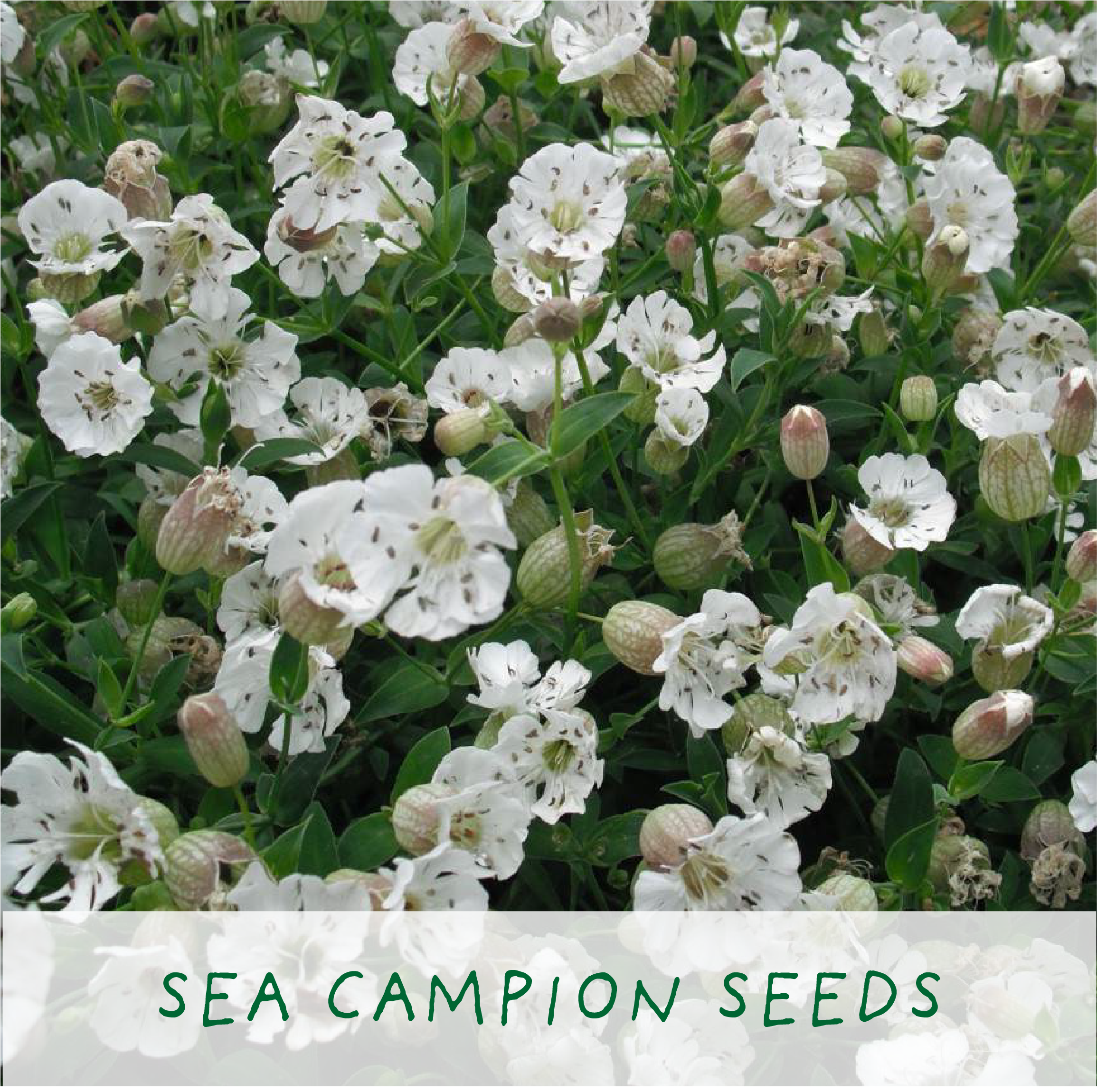 The Plant Gift Co. – wholesale Plant seeds – Seaside Lovers. Eco Grow Your Own Plant Kit, Gardening Gift6