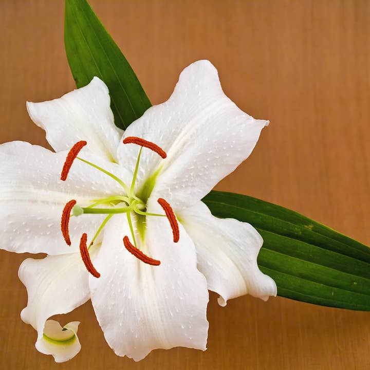 Casablanca Lily Incense Sticks for wholesale by Beaches of Tunisia, LLC