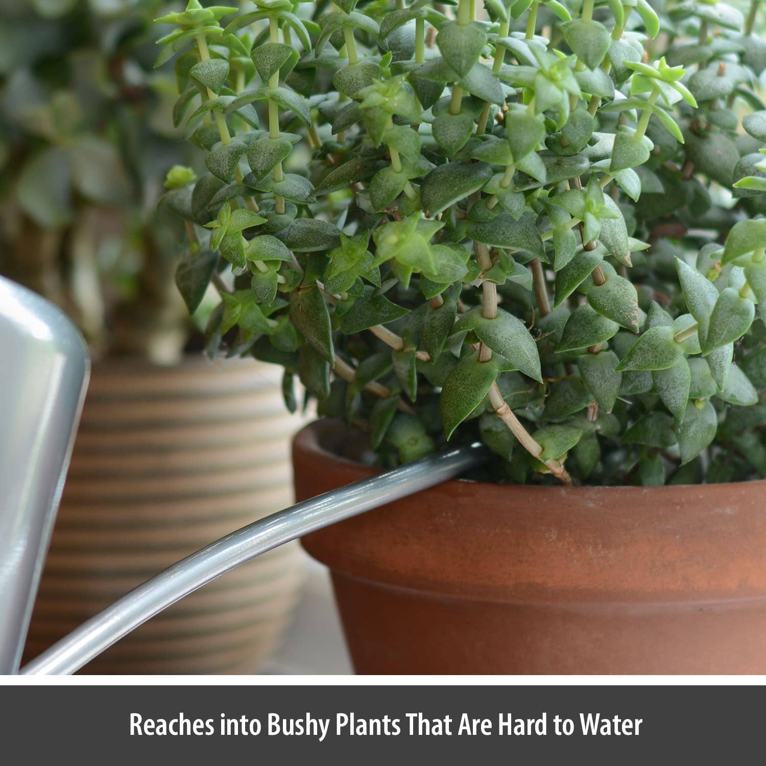 Wholesale Gifts Tomorrow - Wholesale Watering Can - Silver Small 1.1L Indoor Watering Can Metal Coated Steel4