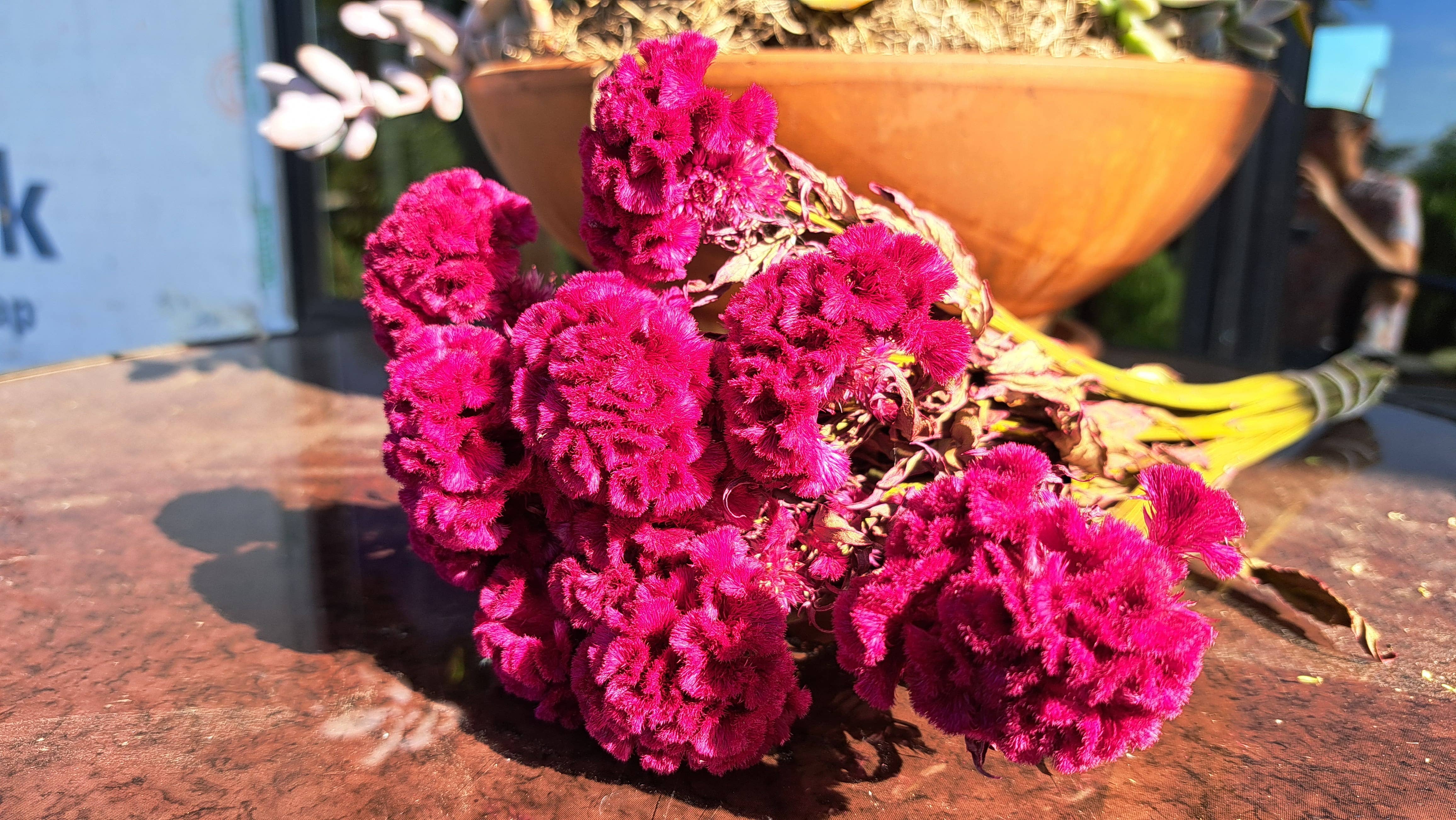 Fence Post Florals - Wholesale Dried/pressed flowers - Celosia-Prince Rose1