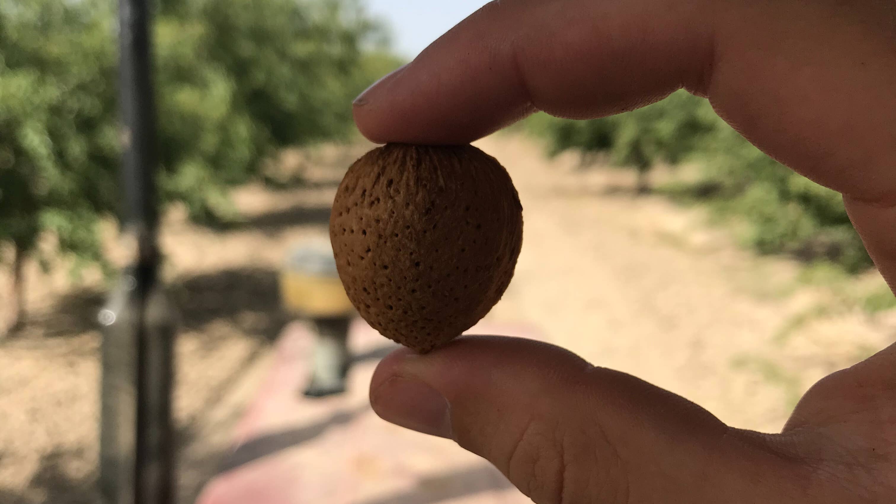 NUTIPICAL – Engroshandel Nødder – Marcona-mandler med naturlig skal - Egen avl1