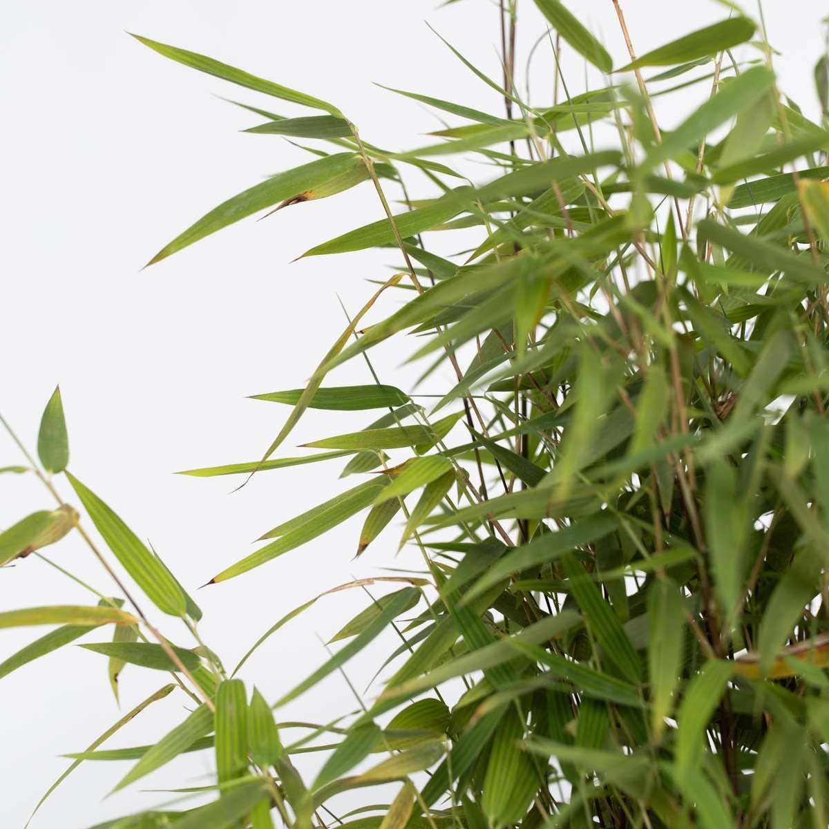 Oasis of Life - Wholesale Live Plant - Bamboo – 4 plants – Fargesia nitida 'Red Dragon' – Height 60–80cm – Ø17cm – Evergreen & hardy bamboo – Non-invasive – Red dragon bamboo as a privacy screen & hedge plant3