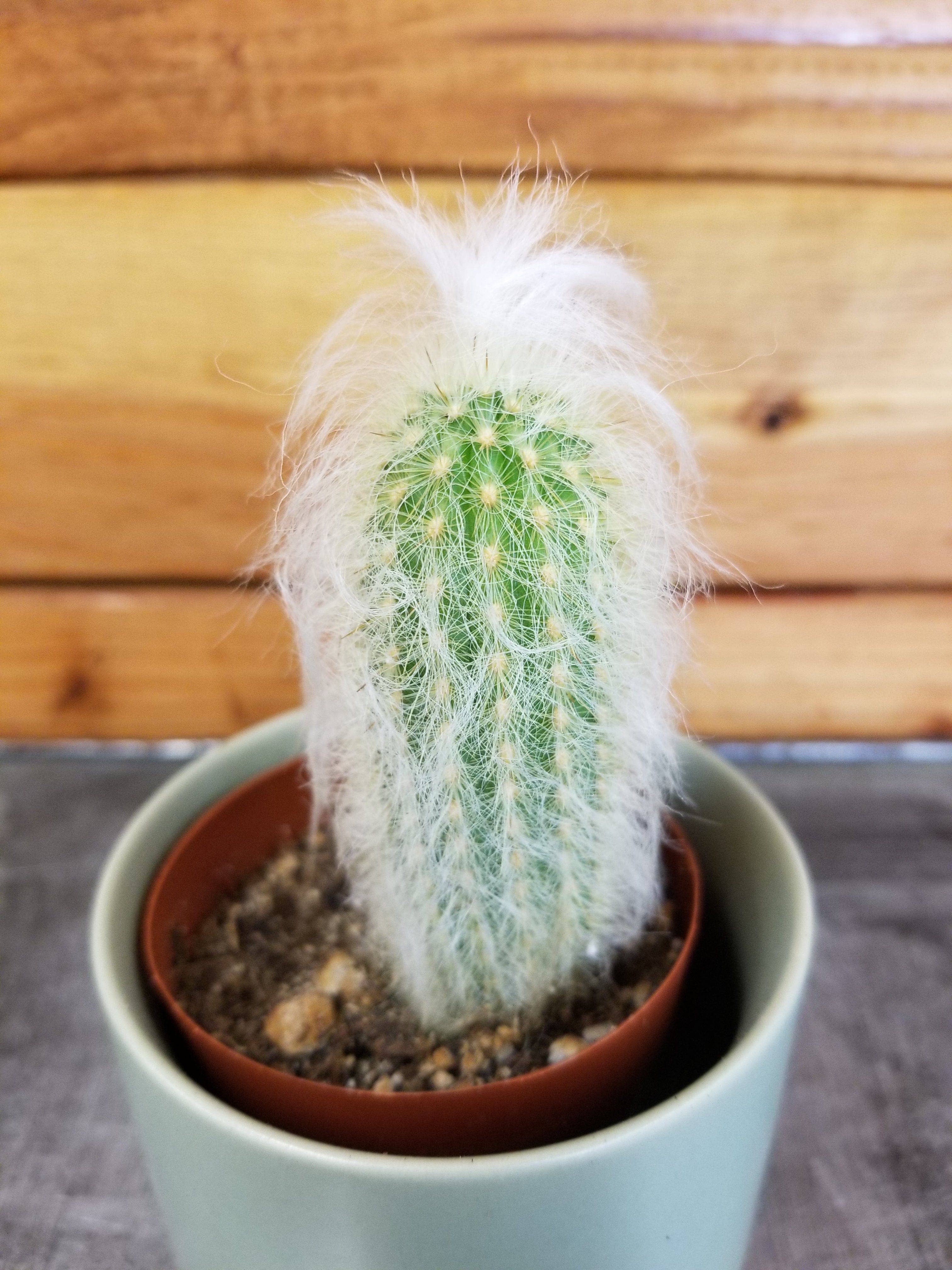 The Plant Farm - Wholesale Live Plant - Espostoa Lanata, 2" Plant