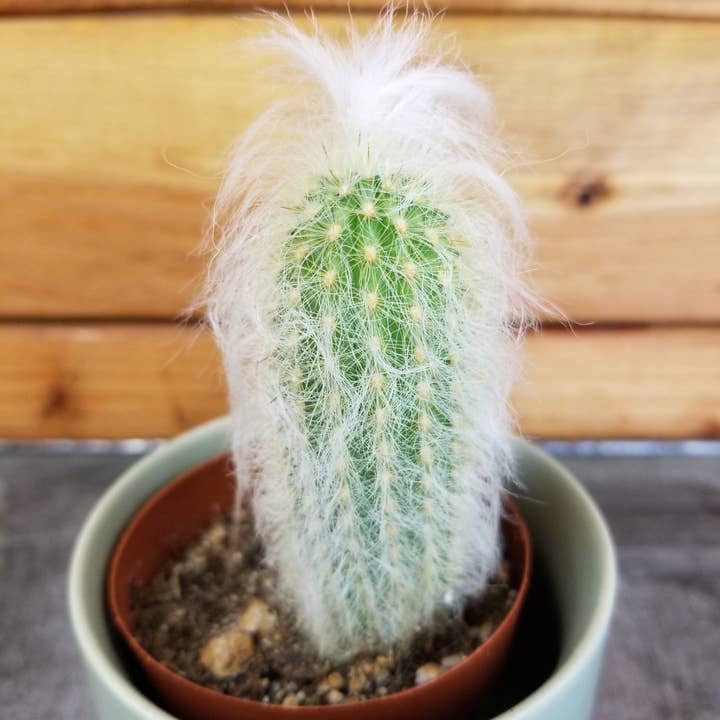 The Plant Farm - Wholesale Live Plant - Espostoa Lanata, 2" Plant0