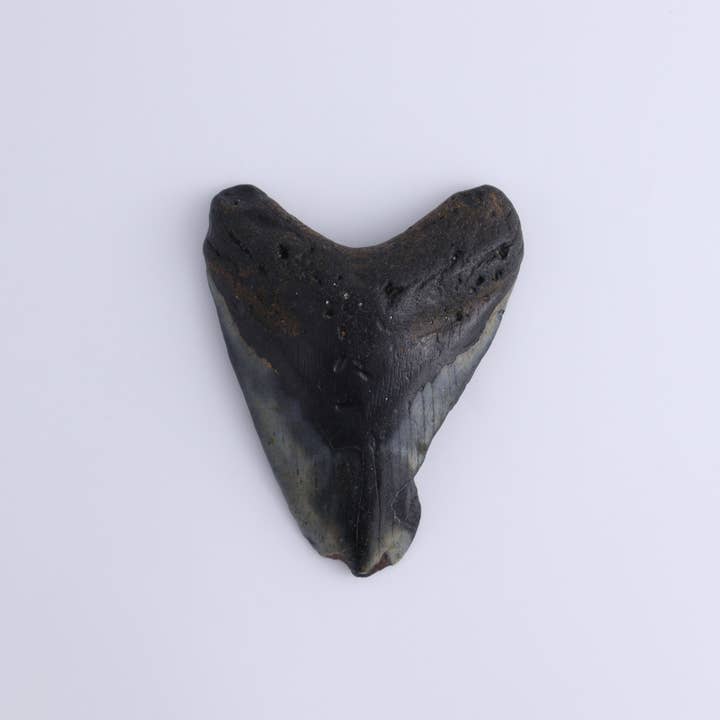 Mi Esperanza Minerals - Wholesale Decorative Tabletop Object - Megalodon Teeth Set of 32