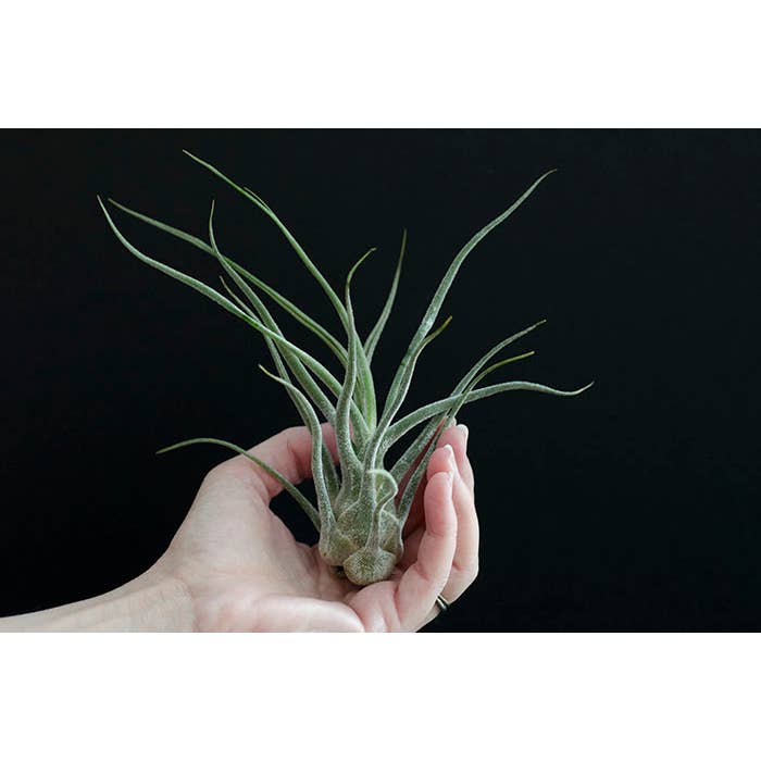The Artizan Way - Wholesale Live Plant - Tillandsia Pruinosa Colombia - Silver Rare Air Plant