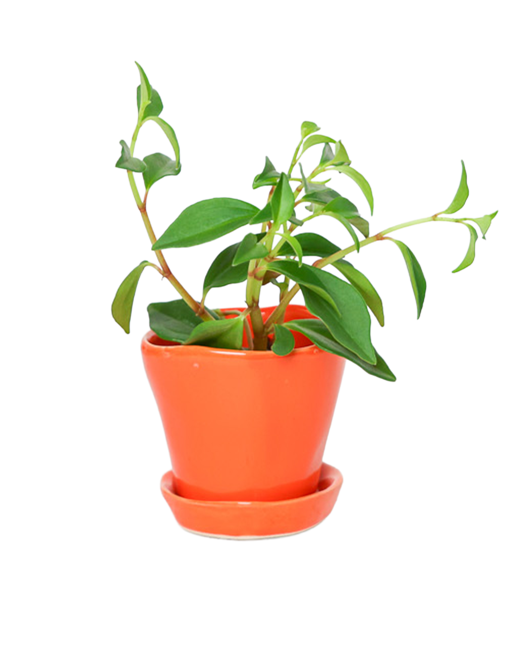 Chive - Wholesale Plant Pot - Tika Ceramic Pots With Saucer And Drainage Hole - 3"35