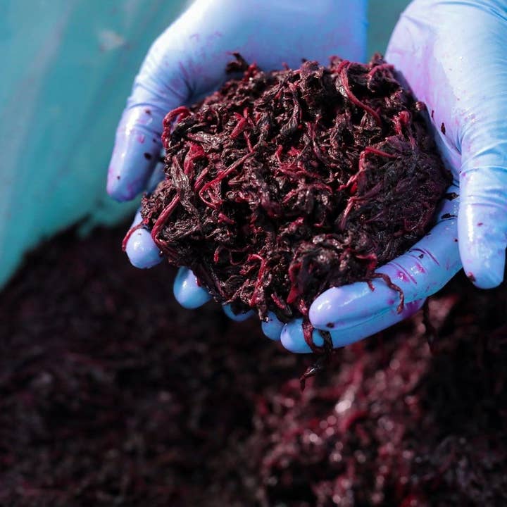 Umami Insider - Wholesale Pickled Vegetables - Organic Umeboshi (Pickled Premium Grade Ume and Red Shiso), 3.52 oz4