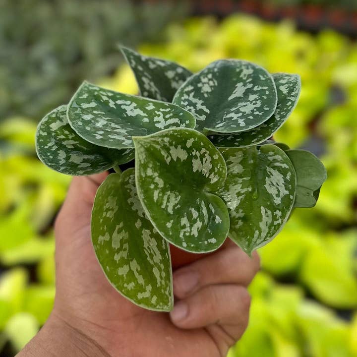 MyPlants LLC - Wholesale Live Plant - Satin Pothos Scindapsus Pictus Argyraeus MyPlants0