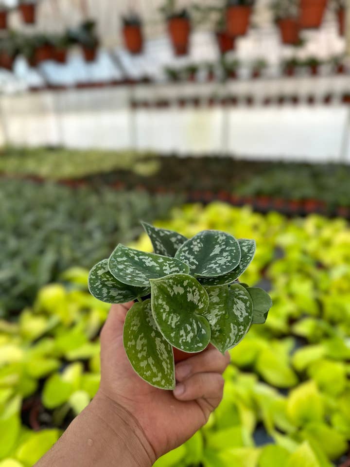 Satin Pothos Scindapsus Pictus Argyraeus MyPlants for wholesale by MyPlants LLC