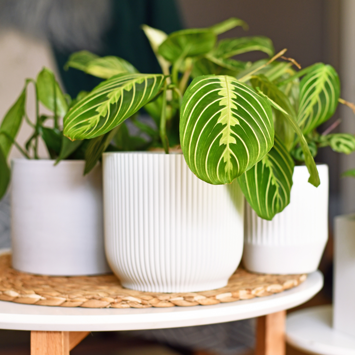 Oasis of Life - Wholesale Fertilizer - Pokon Universal Liquid Plant Fertilizer – 500ml – High-Quality Liquid Fertilizer for Houseplants & Garden Plants – Promotes Growth, Flowering & Root Formation – For Indoor & Outdoor Plants1