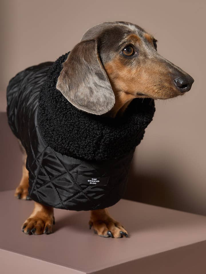Dackel Schwarzer Rollkragenumhang HIRO für den Großhandel von The Striped Dog