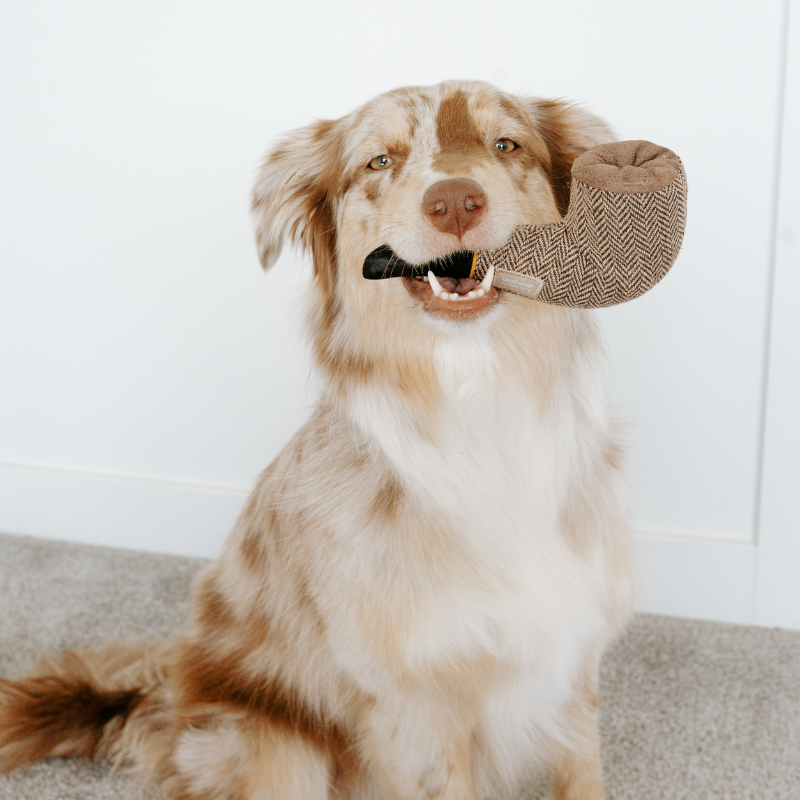 Lambwolf Collective - Wholesale Pet Toy Set - Dog - DALI//Surrealist Snuffles/ENRICHMENT DOG TOY 4