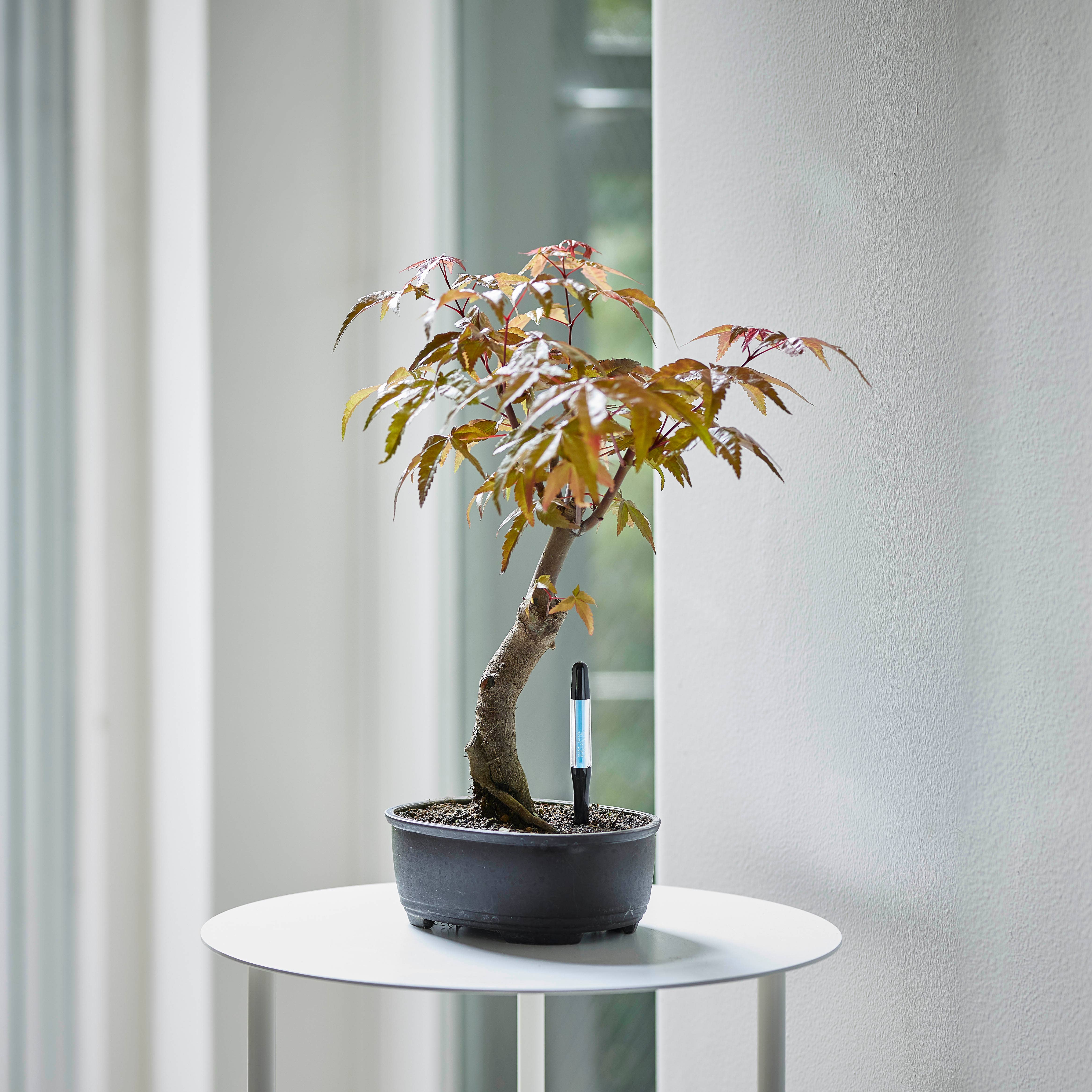 IPPINKA - Wholesale Garden Tool - Sustee Plant Soil Moisture Meter  (Black, Small)1