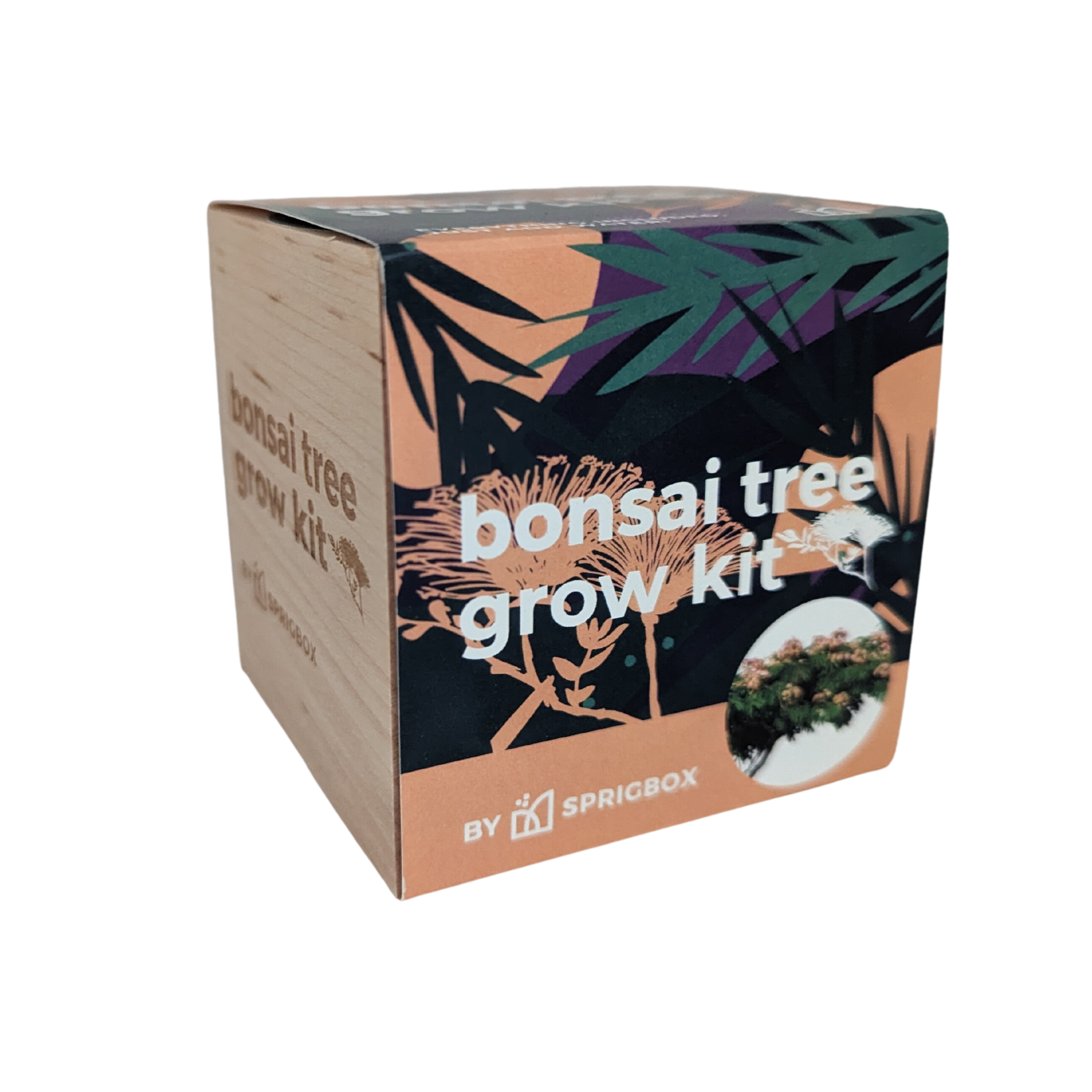 Sprigbox - Wholesale DIY Craft Kit - Bonsai Tree Grow Kit | Wooden Planter Box | Indoor Gardening5