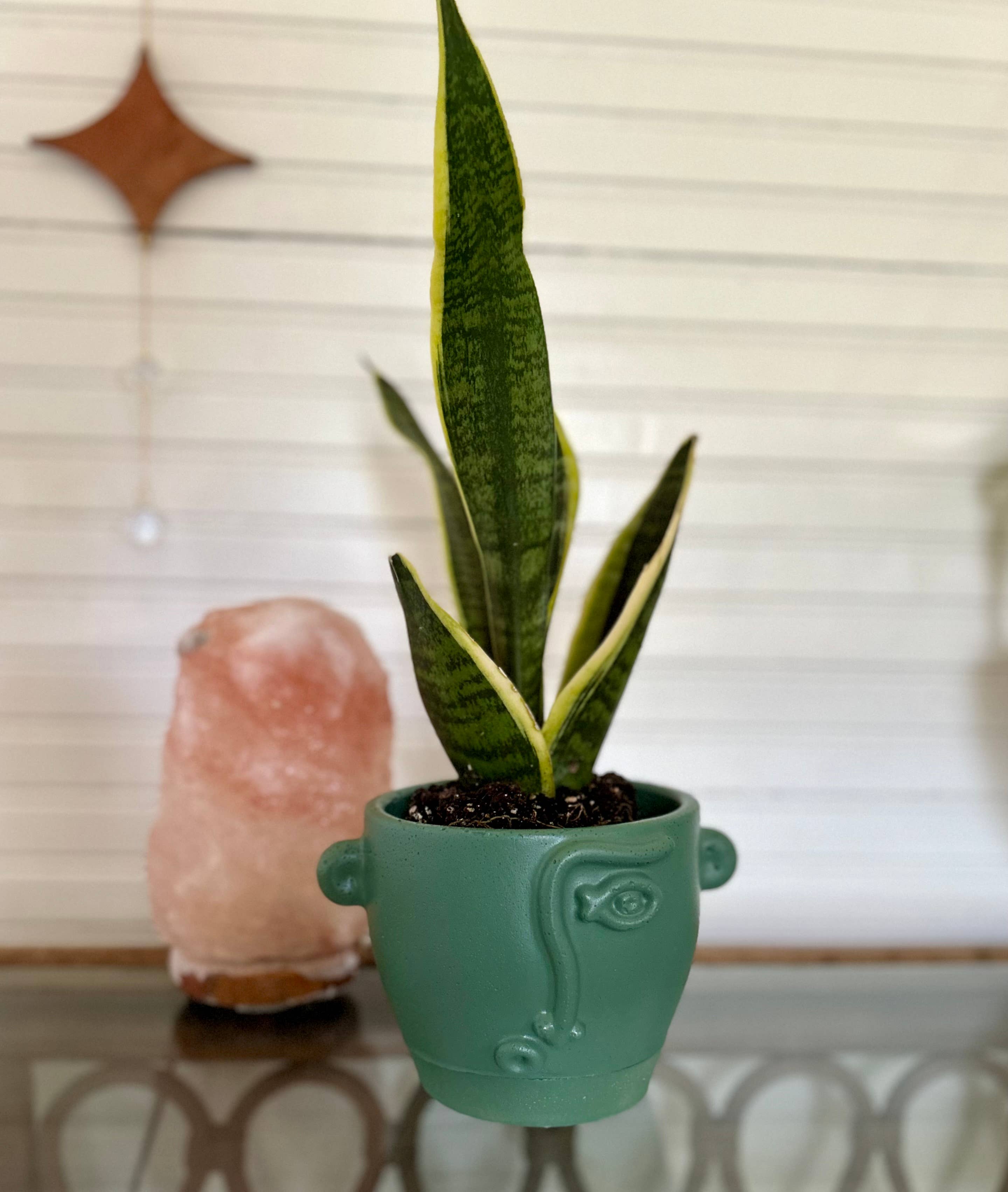 Queen City Crete – Großhandel Blumentopf – Bürogesicht Blumentopf1