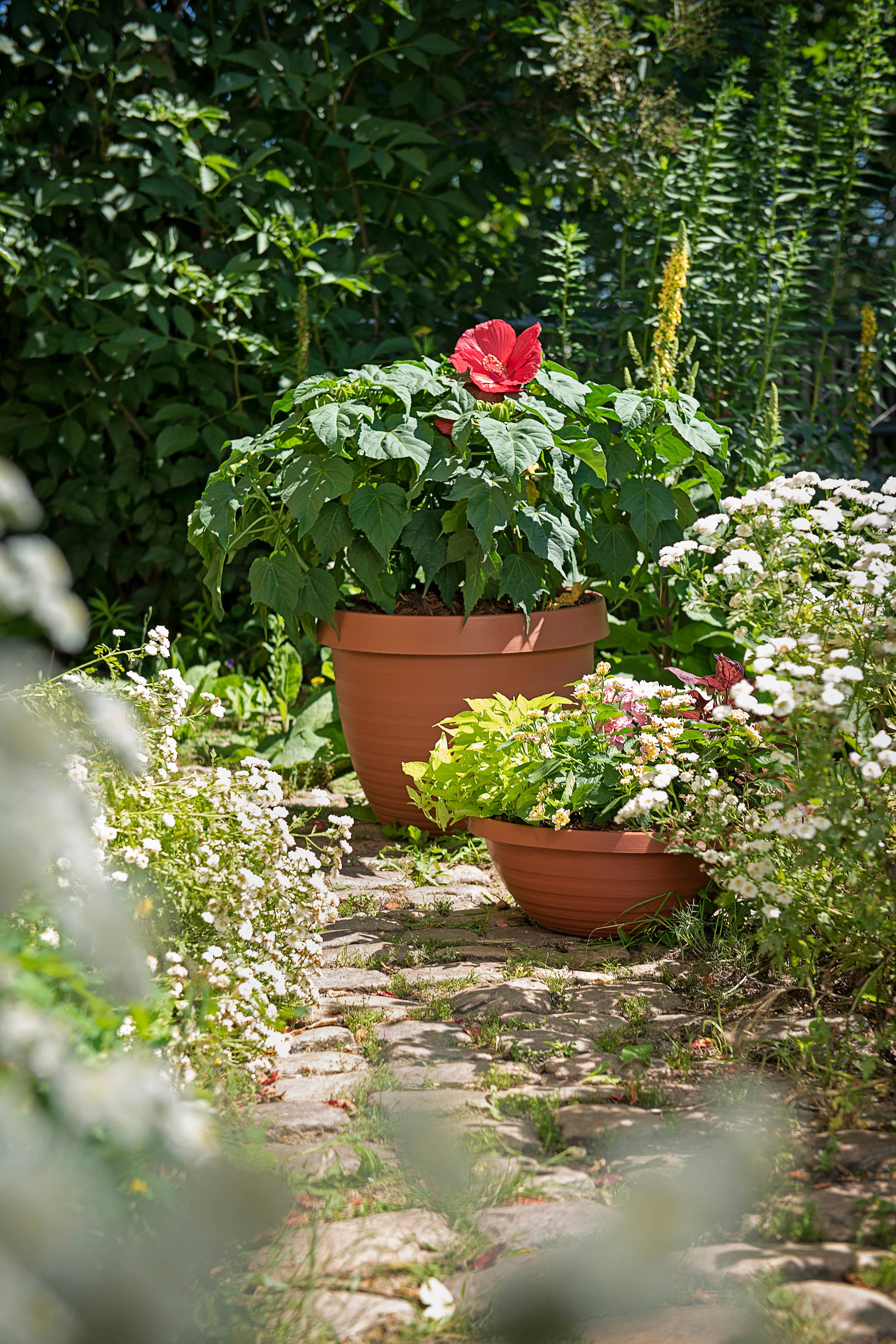 Scheurich - Wholesale Plant Pot - Country Star 270 plastic flower top/planter10