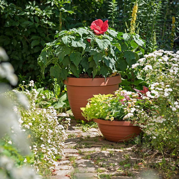 Scheurich - Vente Pot - Country Star 270 bac à fleurs/plante en plastique10