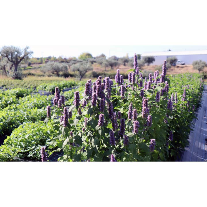 Ervas da Zoé - Venta al por mayor Tés saludables/desintoxicantes - 36. Té de hierbas «Hisopo Anisado» Bio 30g1