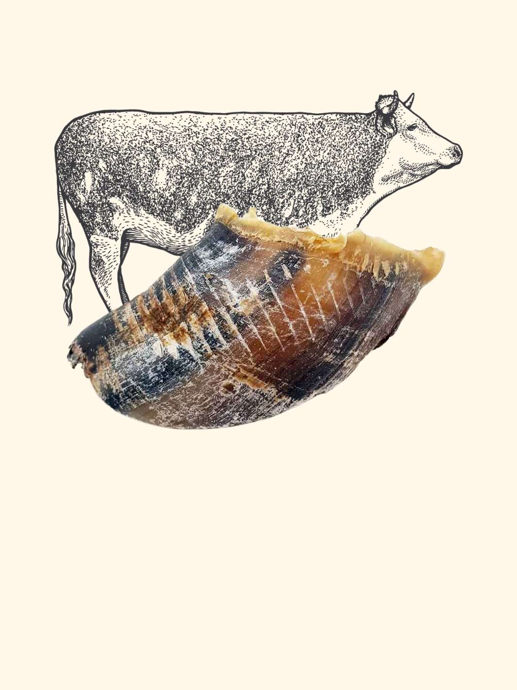 Truffe Délice - Venta al por mayor Hueso/rollito masticable - Perros - Zueco de buey