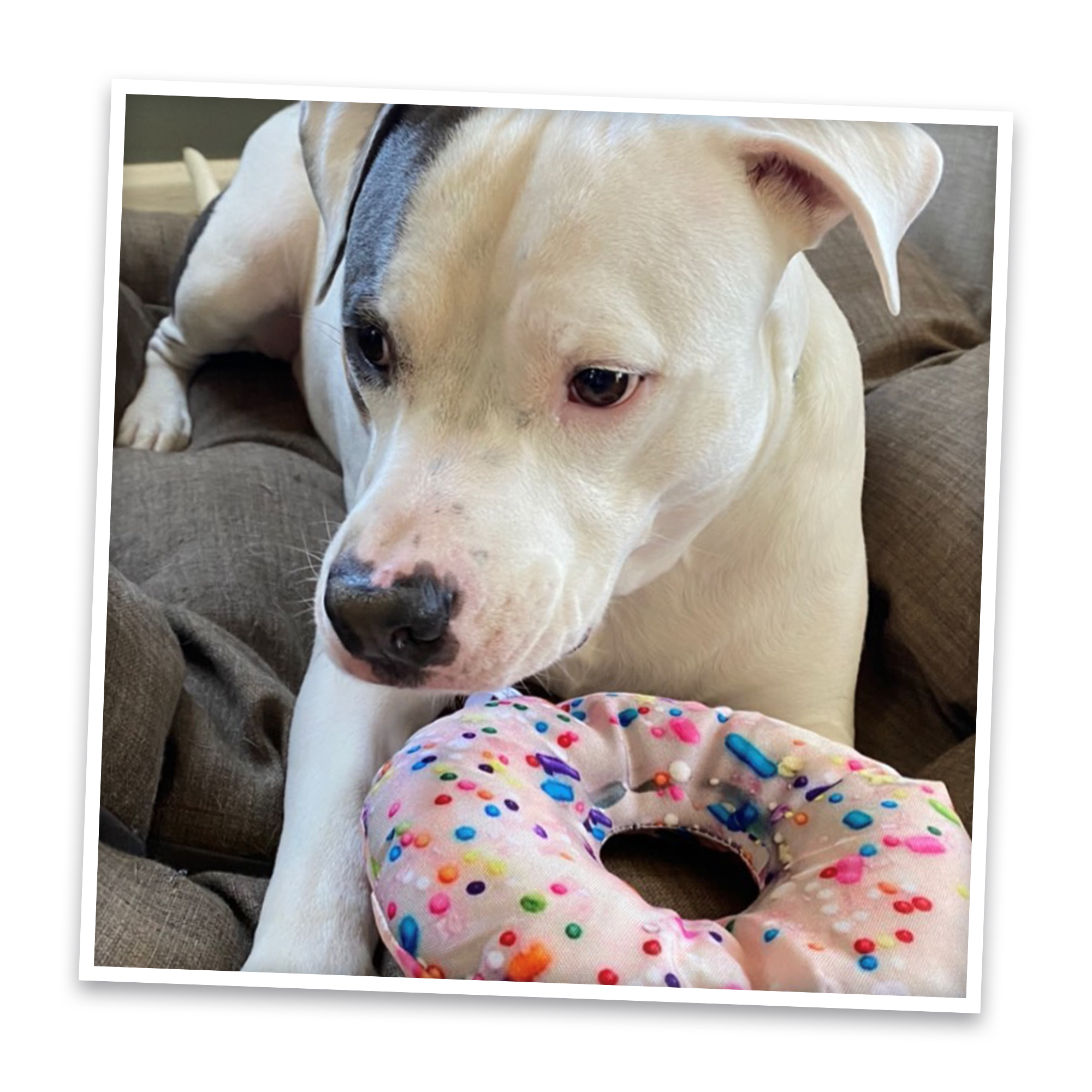Doggijuana - Wholesale Pet Toy - Dog - Get the Munchies Donut Refillable Dog Toy6