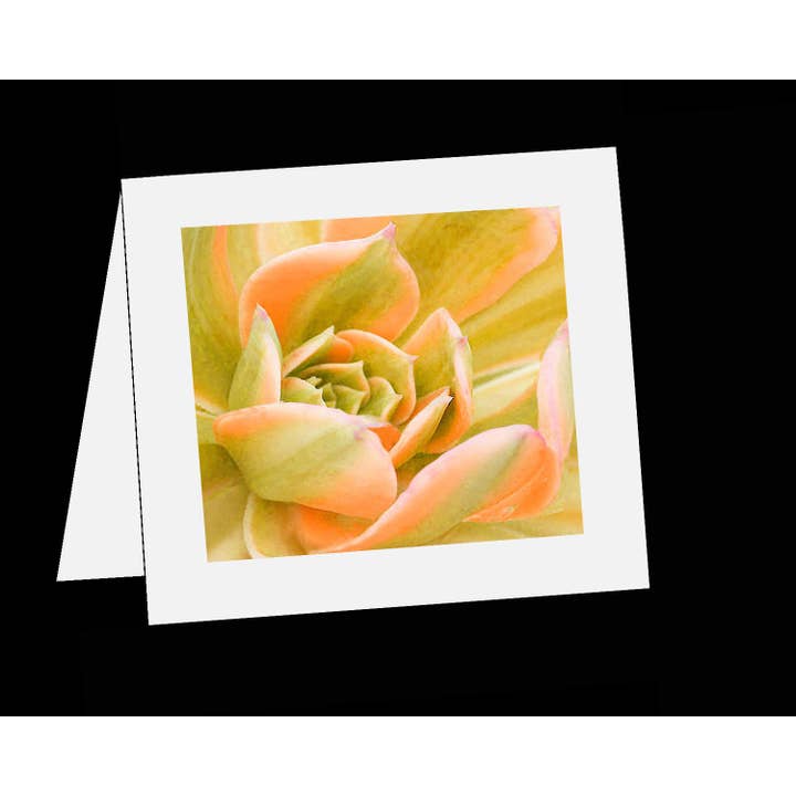 Suckulent Blommig One för wholesale av Line Five Studio