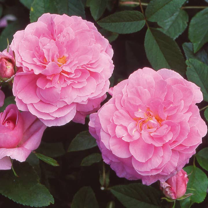 Belle Epoque - Wholesale Live Plant - The Mayflower (Auslilly) (root)