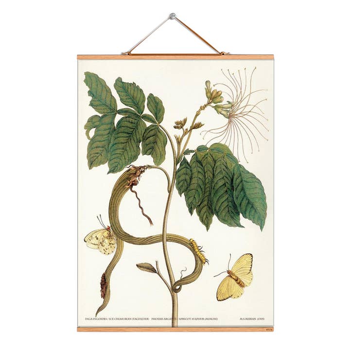 Scroll picture illustration # 154/Merian/ice cream bean for wholesale by Eicie