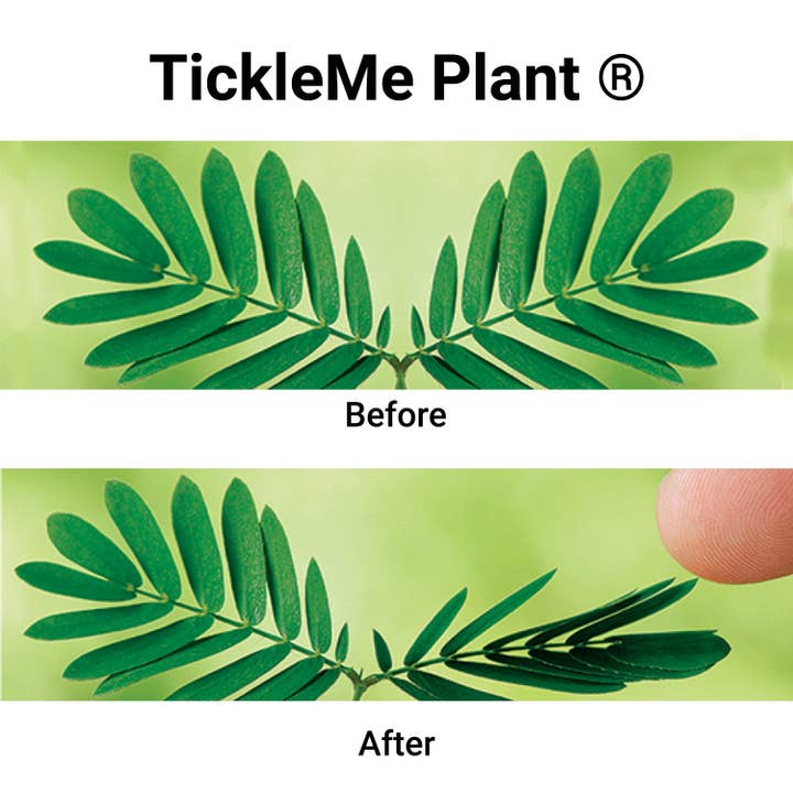 TickleMe Plant Company, Inc. - Wholesale Plant Seeds - TickleMe Plant Seed Packets (12)- Leaves close when Tickled!4