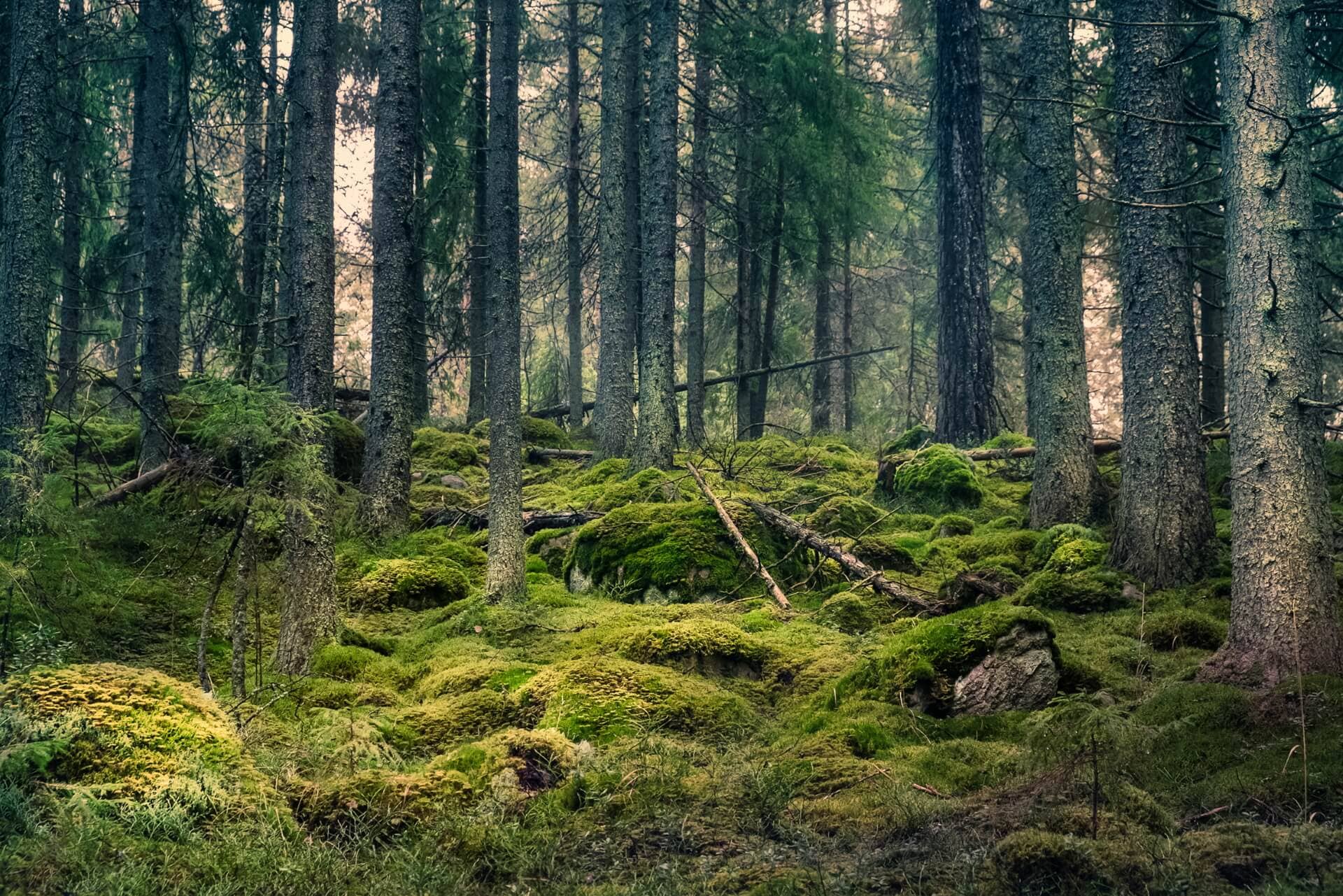 ATELIER B. ATTITUDE - Wholesale Bench - D-Bench 100 Pine/White, Oiled3