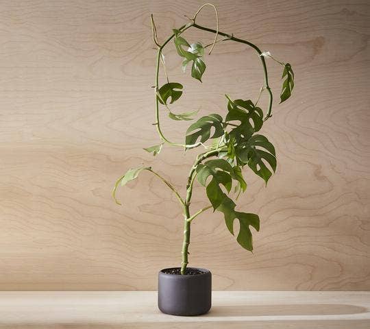 Aaron Probyn US - Wholesale Plant Pot - BOTANY porcelain Plant Pot SMALL